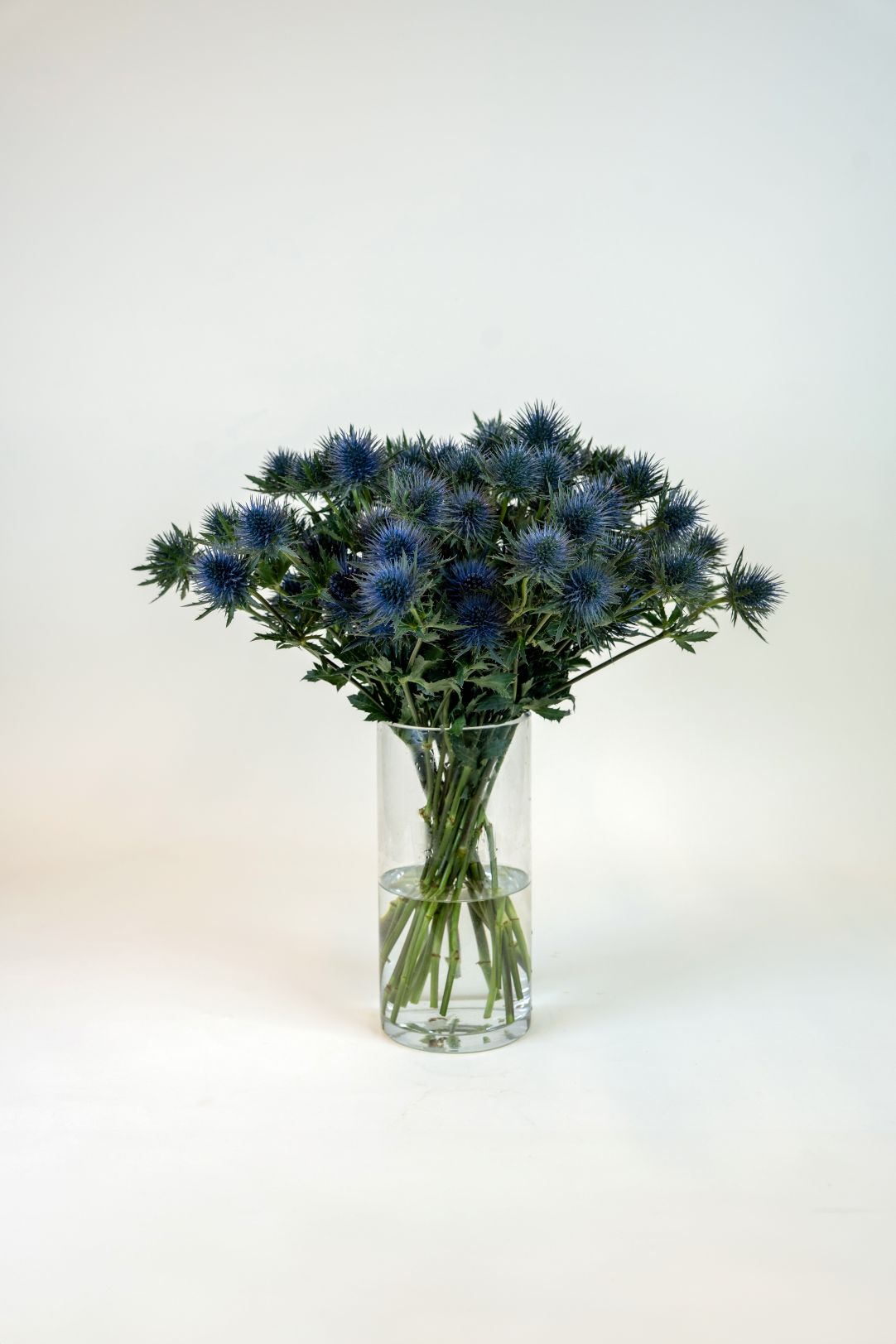 Eryngium Magnetar