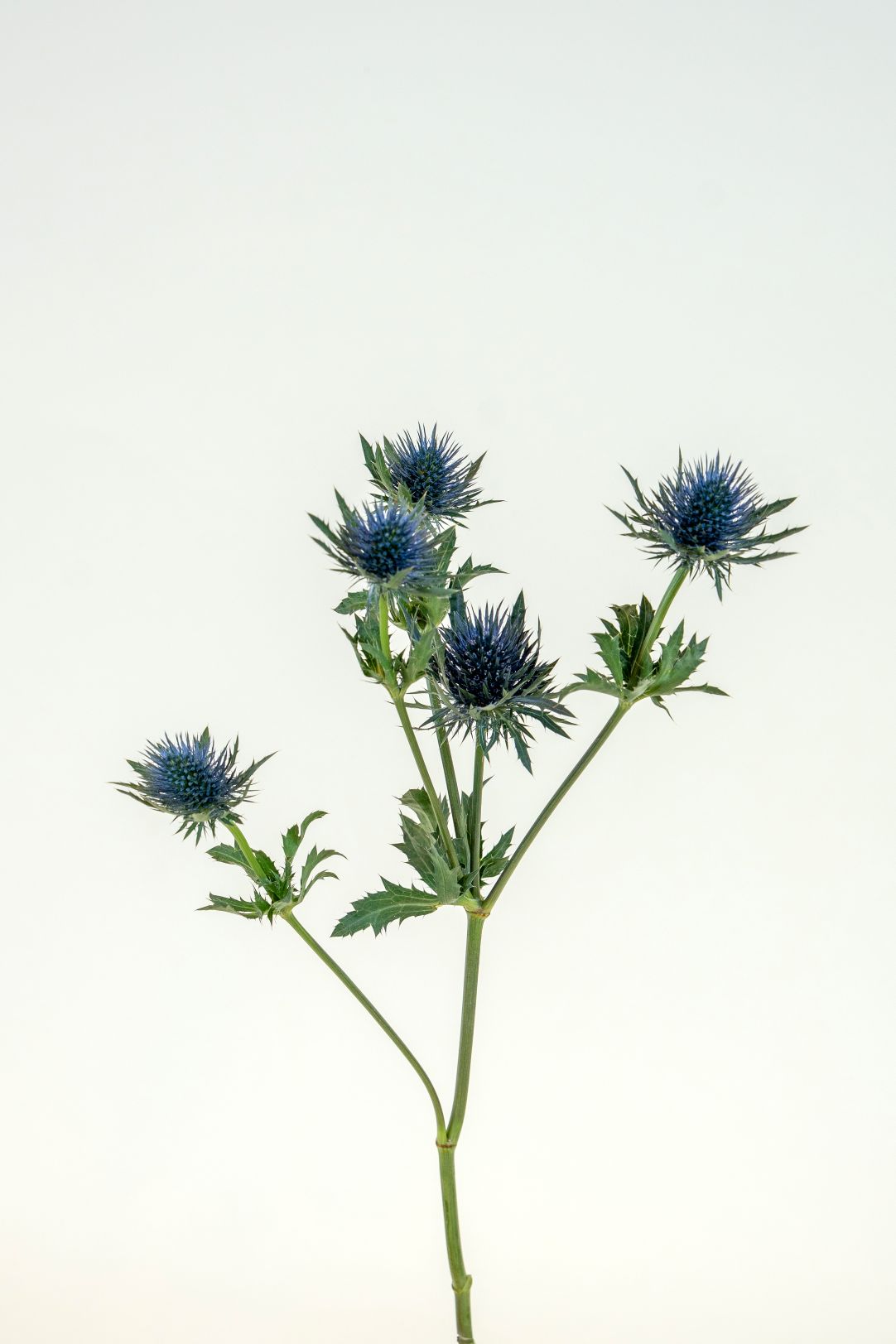 Eryngium Magnetar
