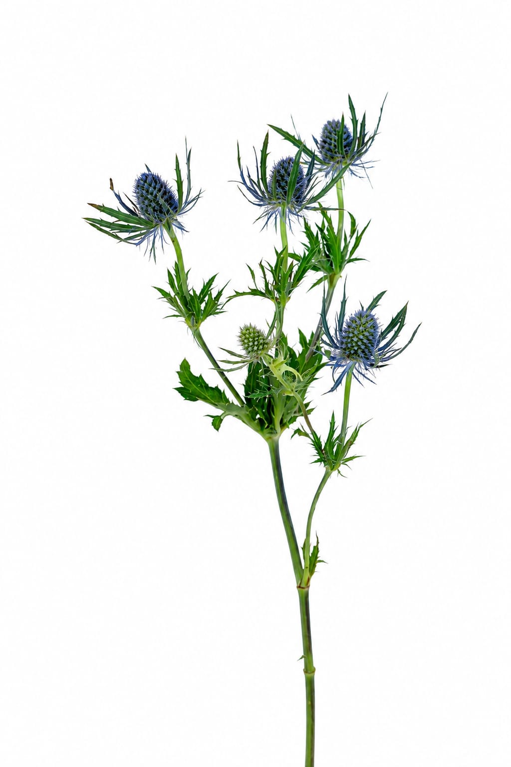 Eryngium Orion