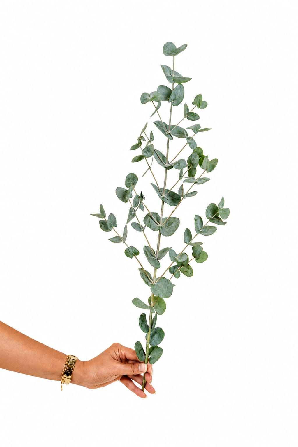Spray Eucalyptus Silver Dollar