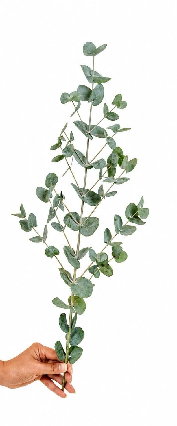 Spray Eucalyptus Silver Dollar