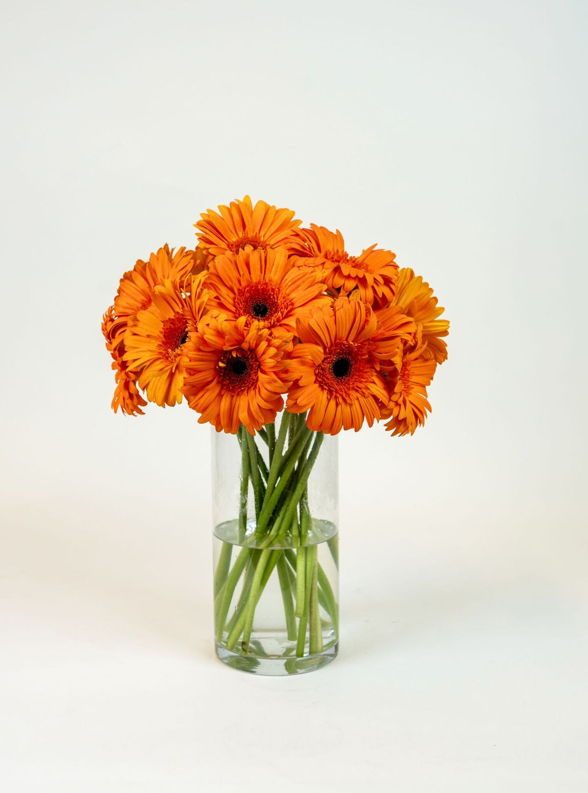 Gerbera Orange Marinilla