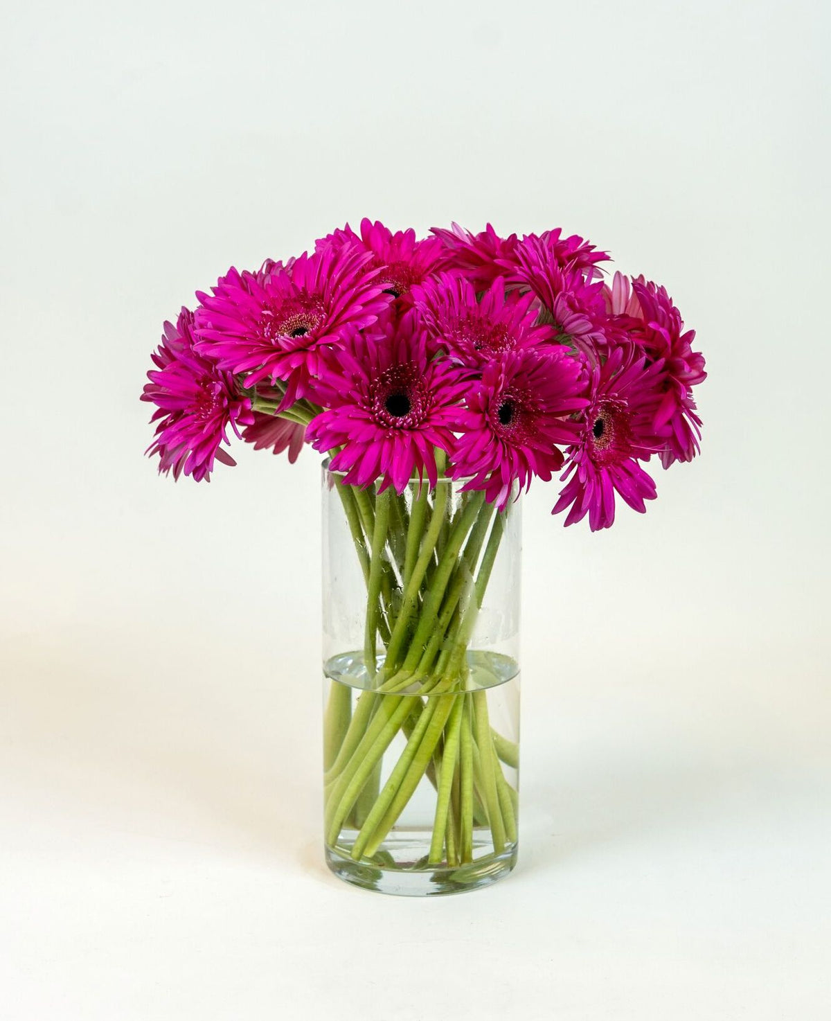Gerbera Pink Rionegro