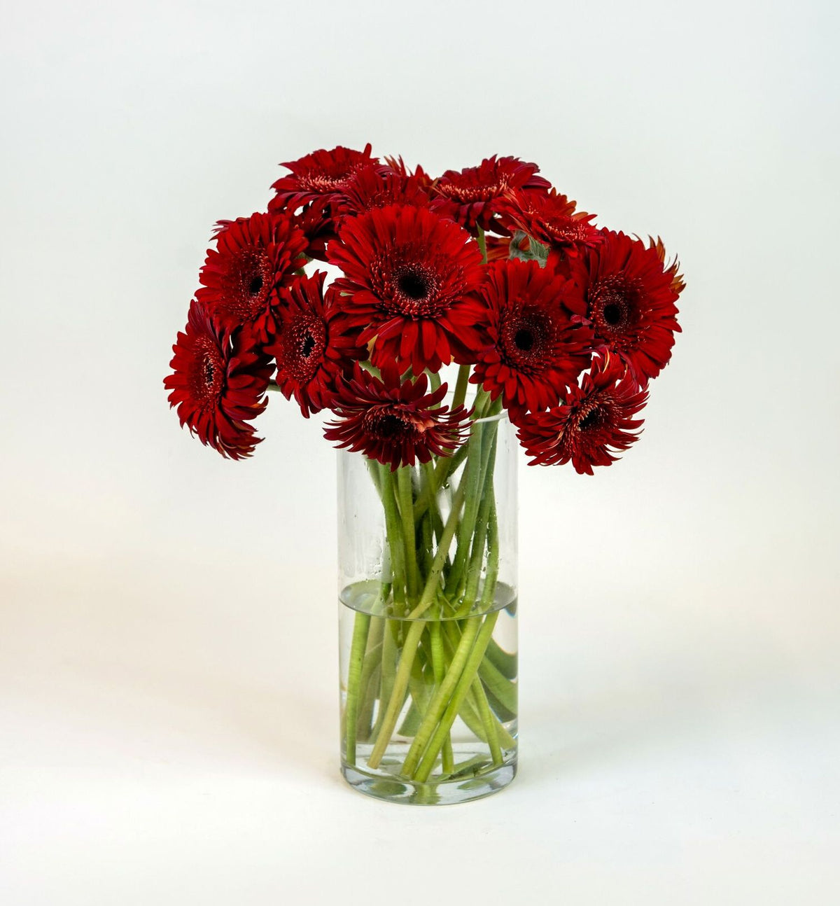 Gerbera Red Amlet