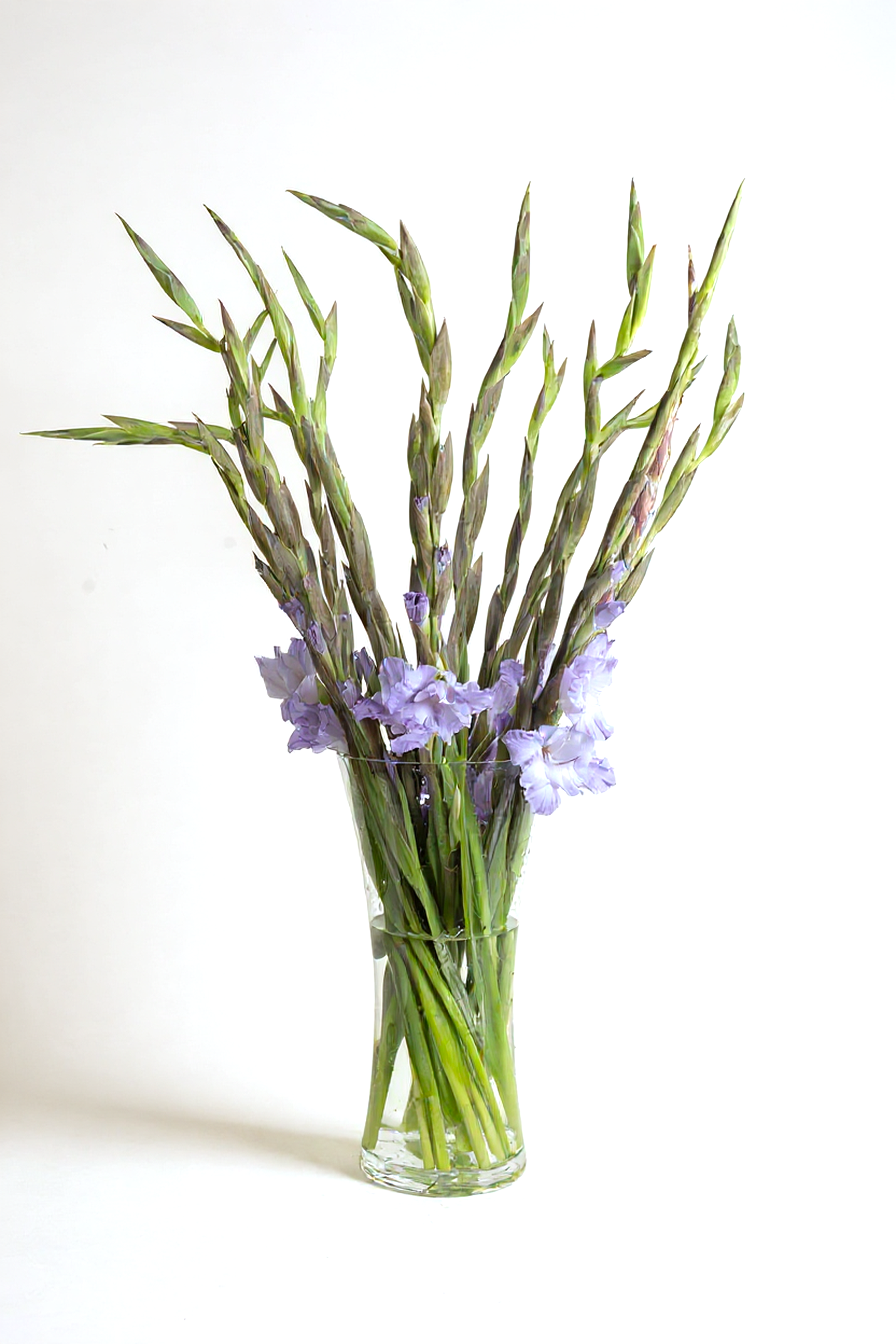 Gladiolus Milka