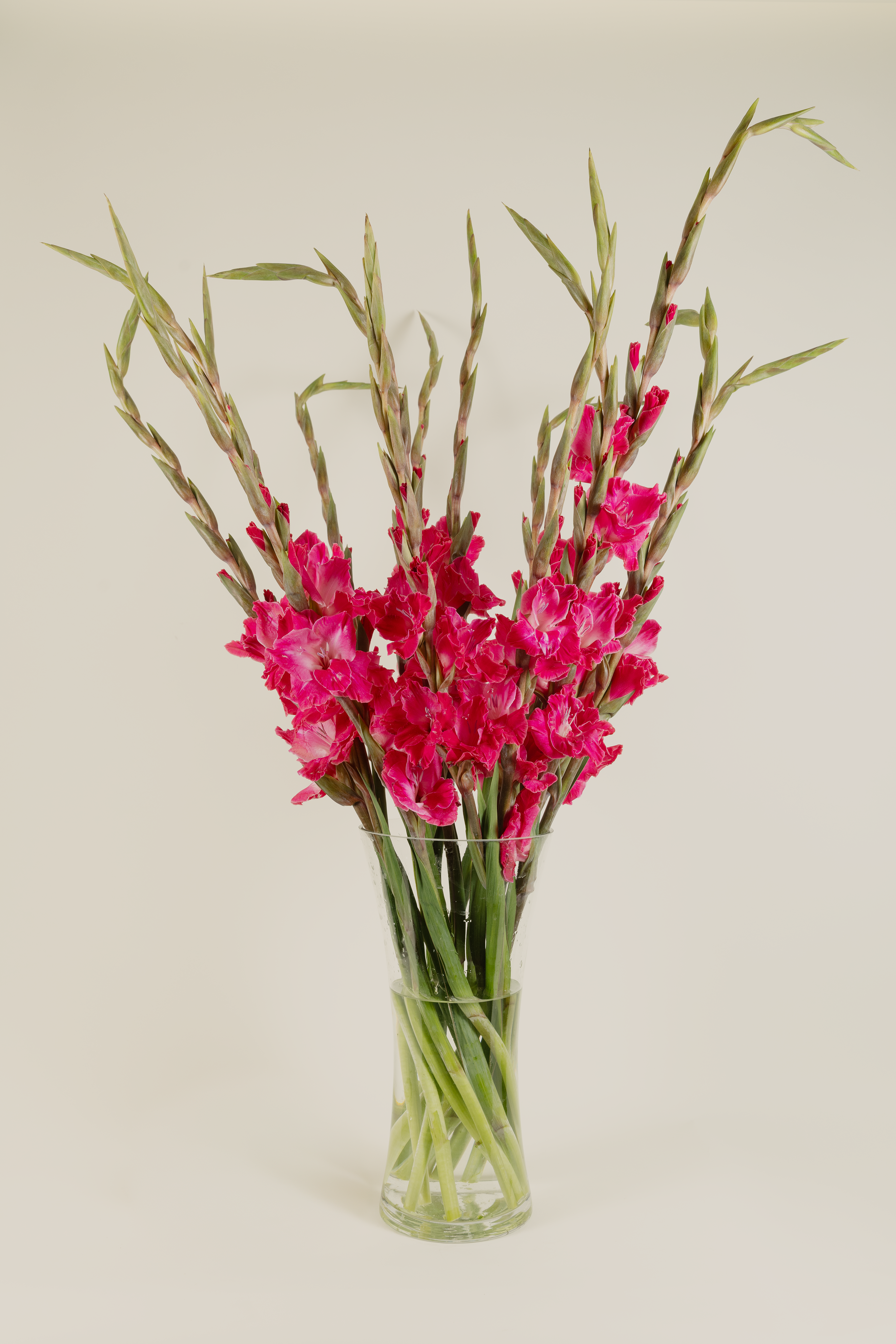 Gladiolus Fairytale Pink