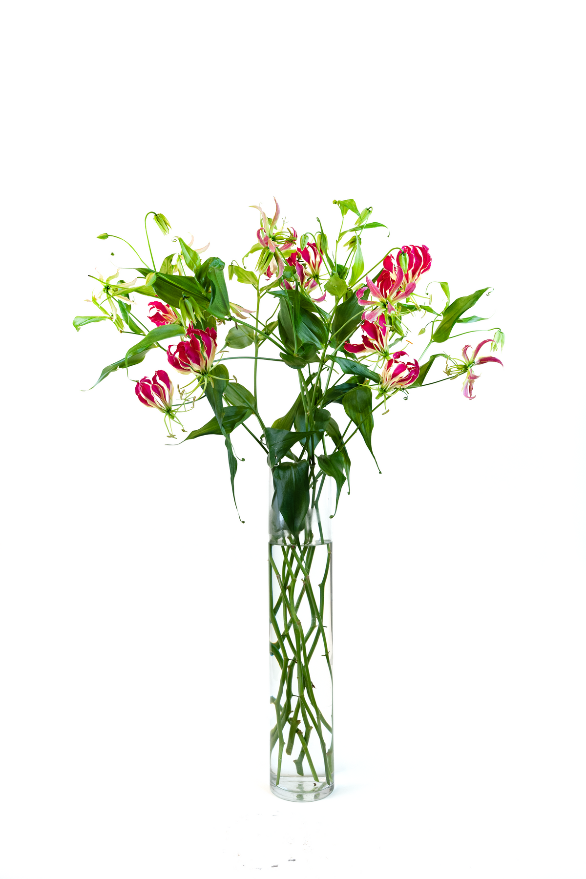 Gloriosa Rothschildiana