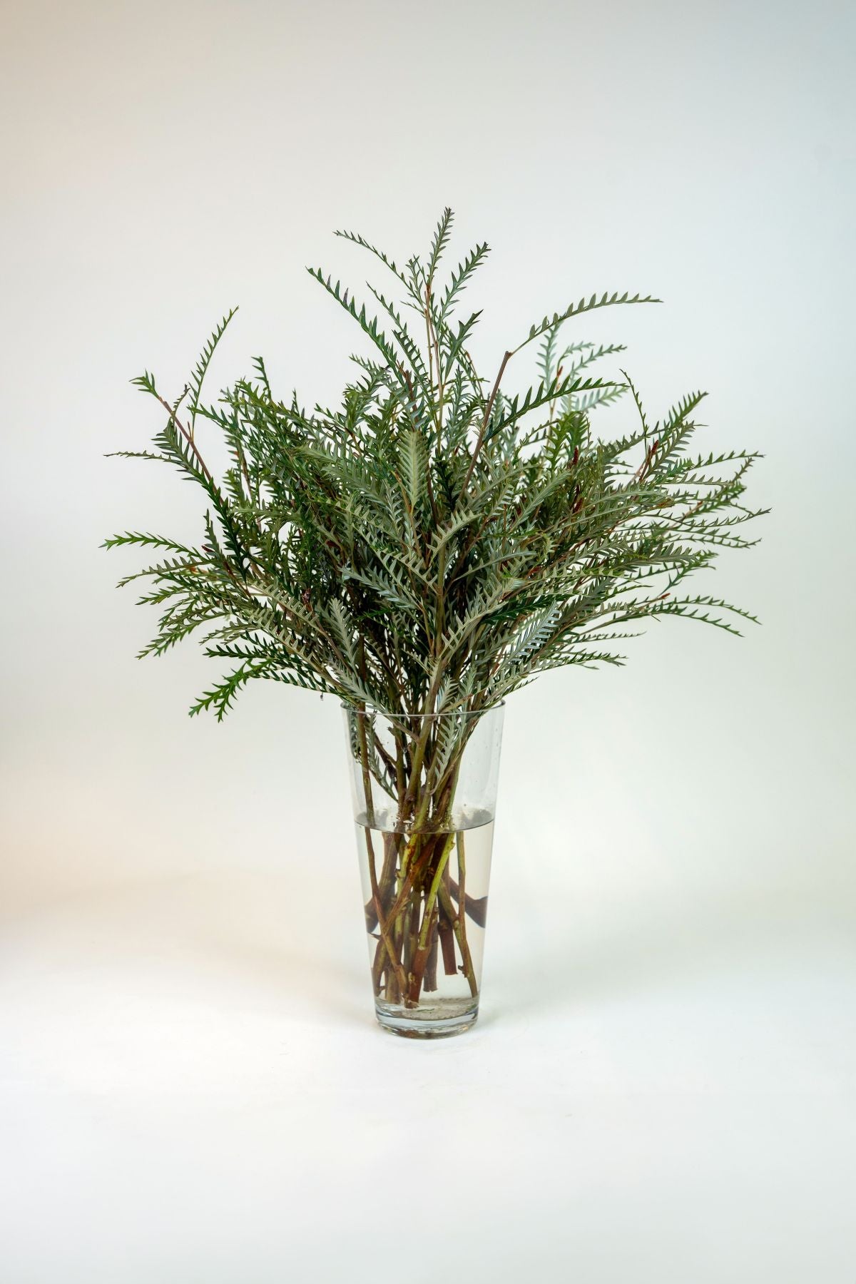 Grevillea Ivanhoe Spray
