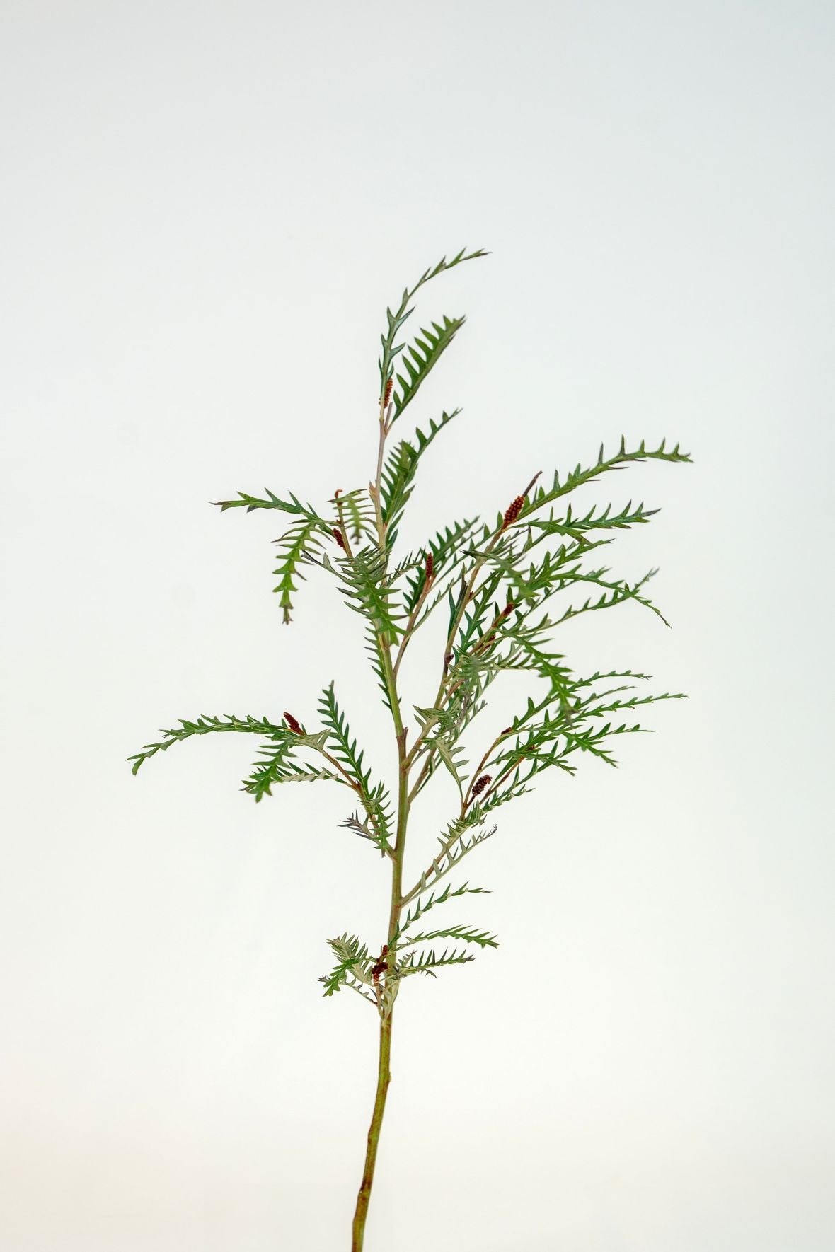 Grevillea Ivanhoe Spray