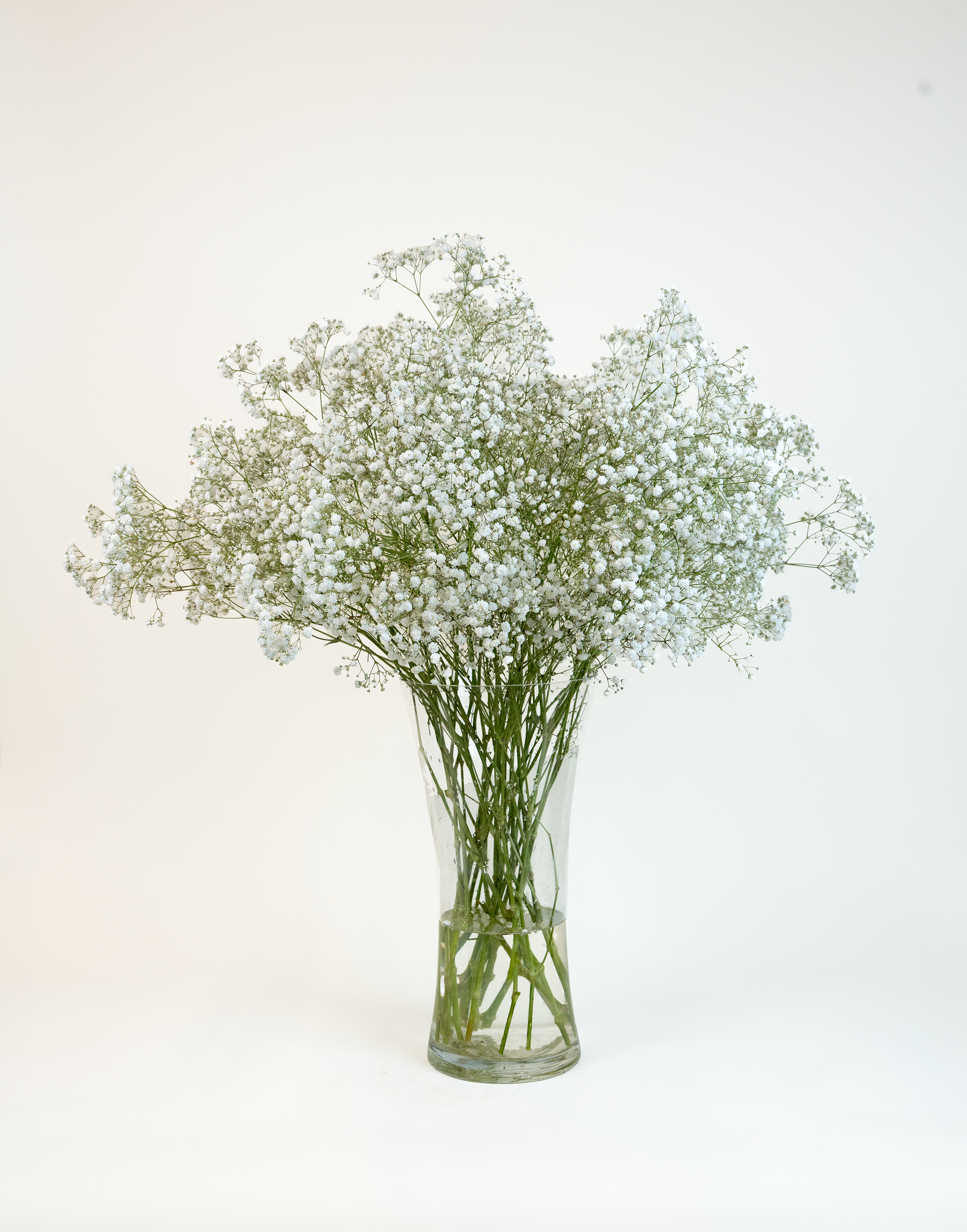 Gypsophila