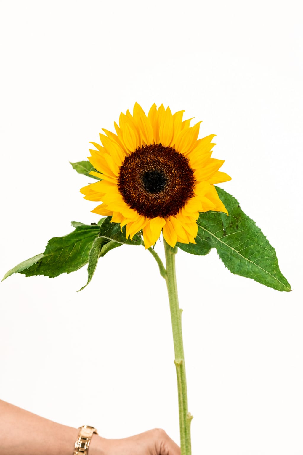 Sunflower Helianthus Sunrich Orange
