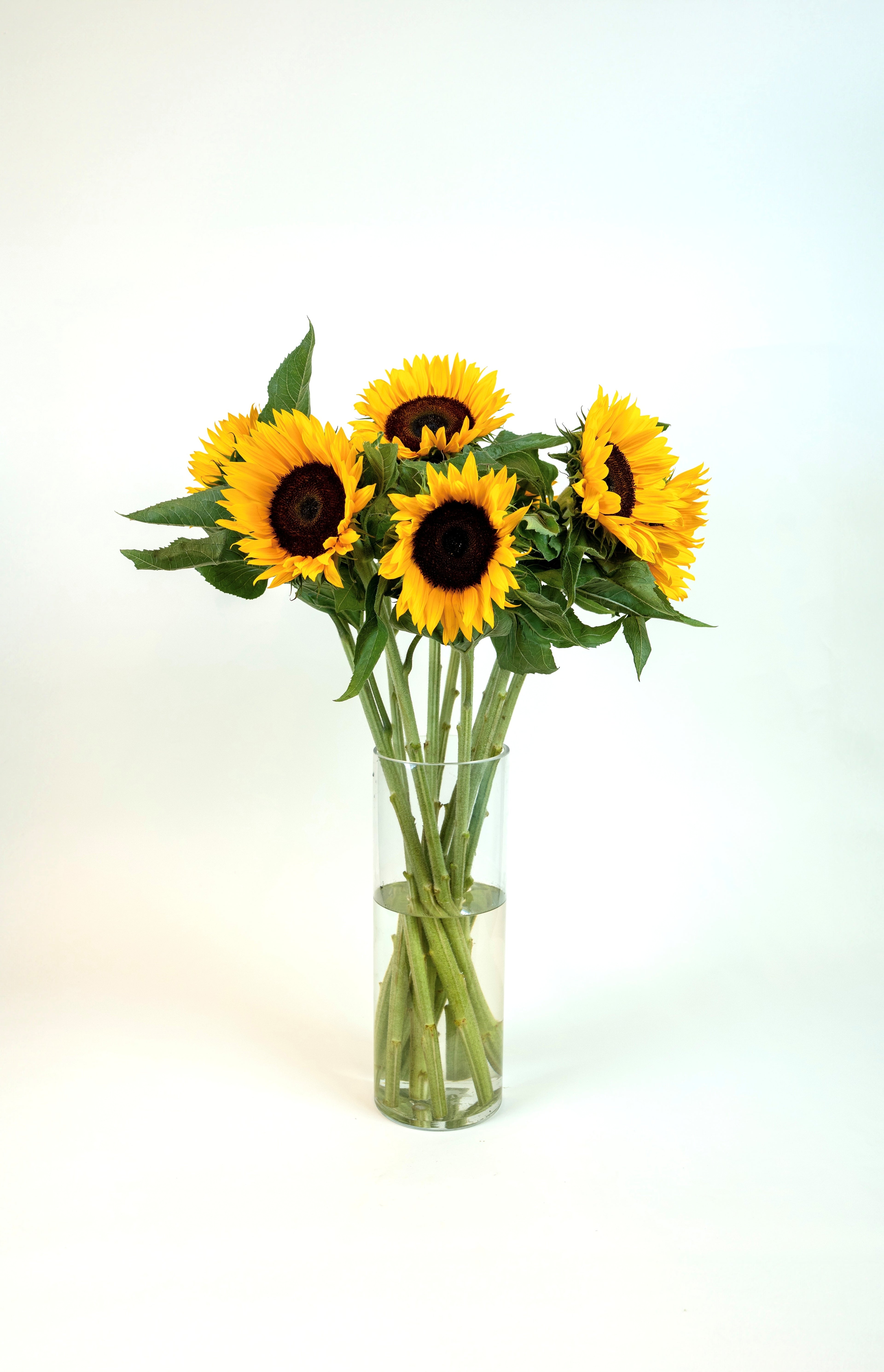 Sunflower Helianthus Sunrich Orange