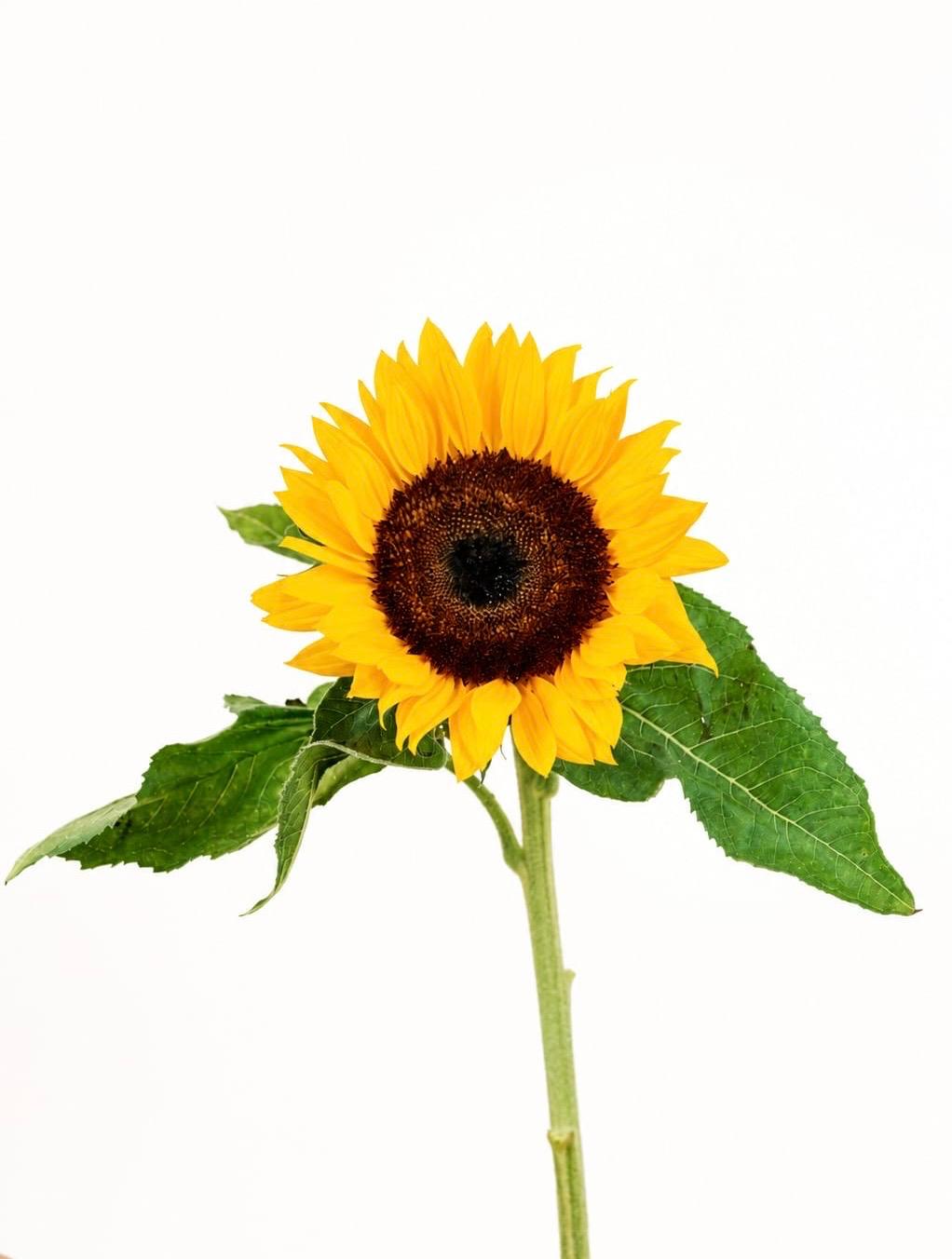 Sunflower Helianthus Sunrich Orange