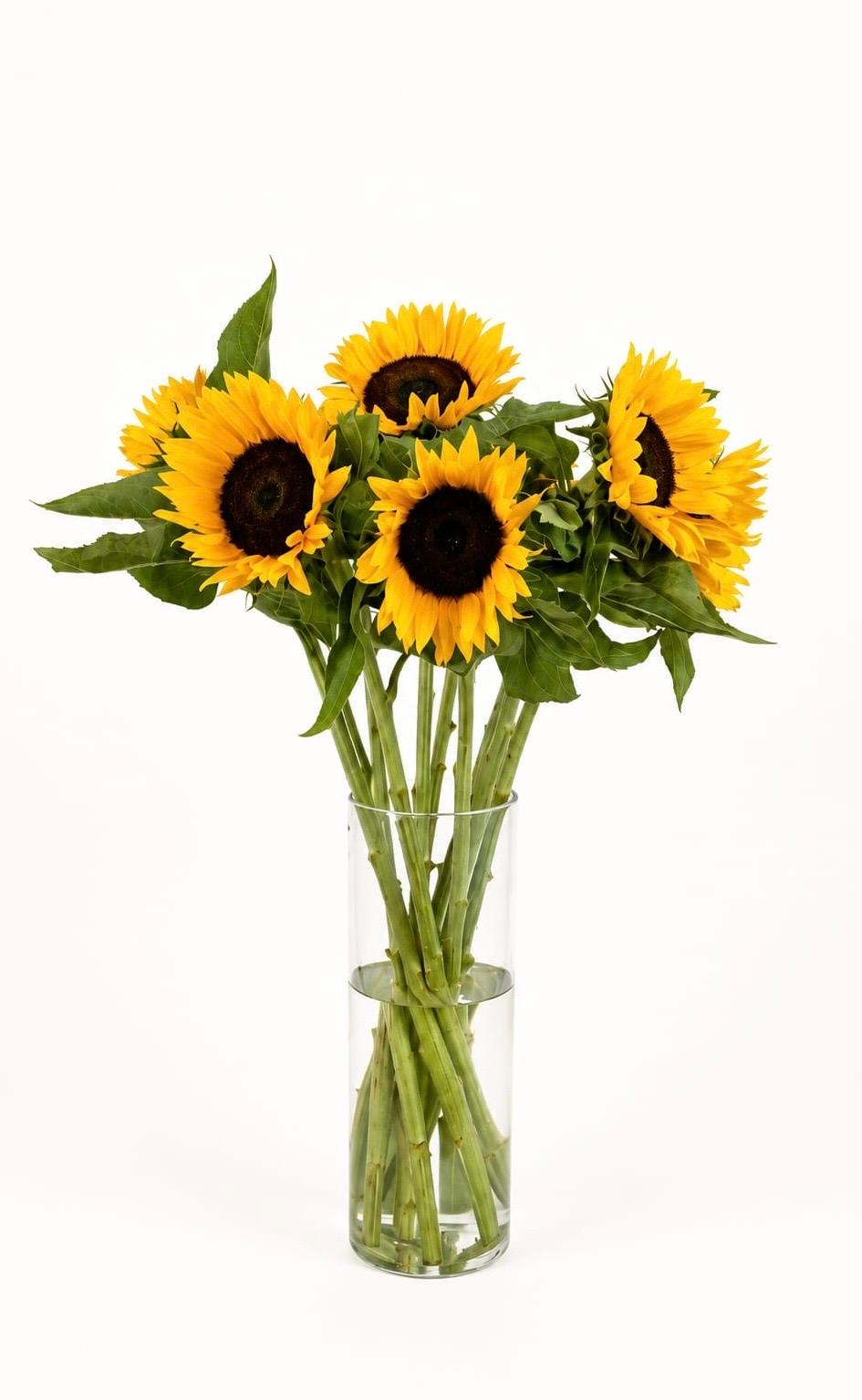 Sunflower Helianthus Sunrich Orange