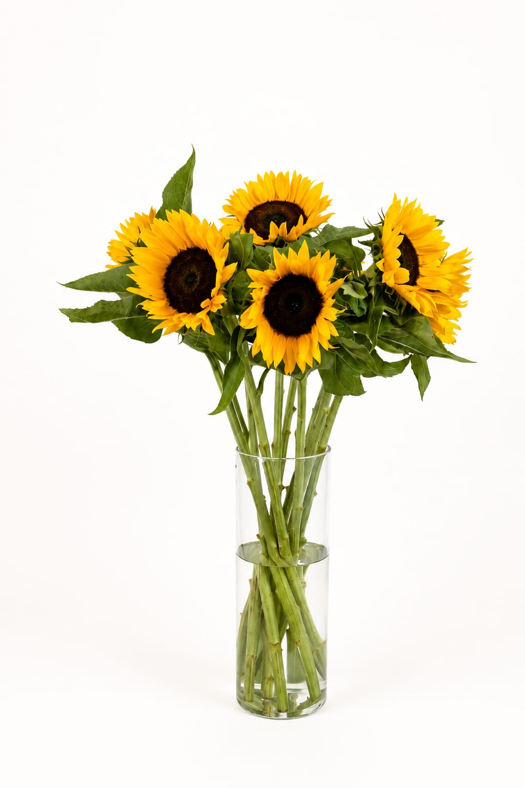 Sunflower Helianthus Sunrich Orange