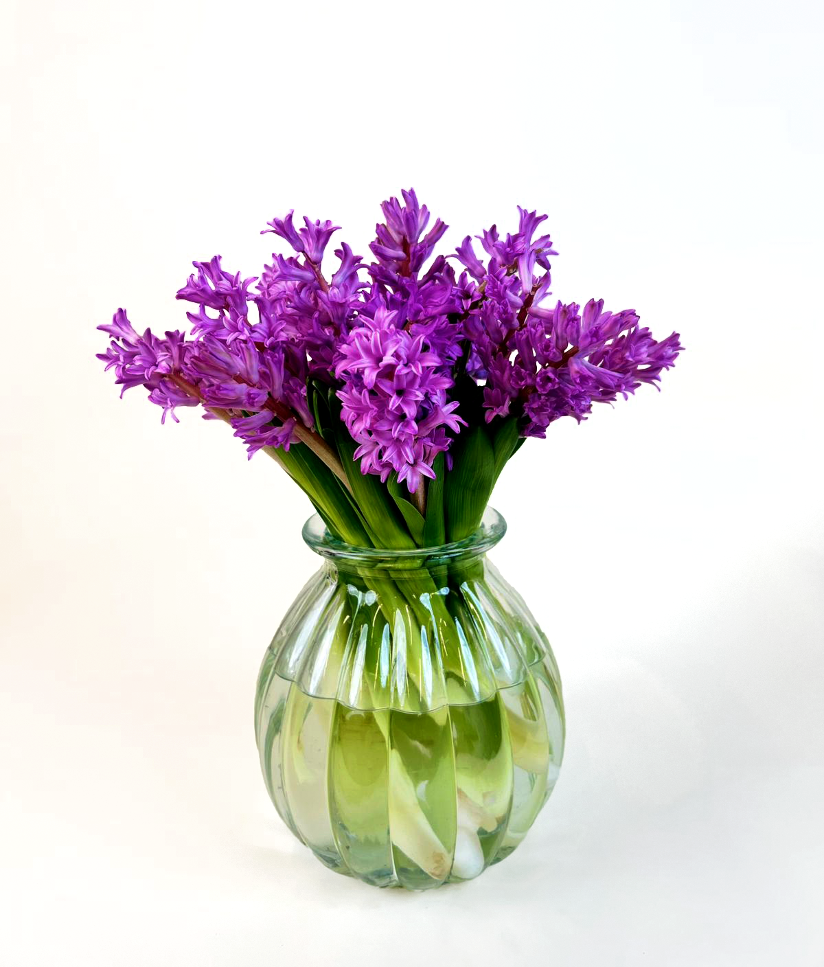Hyacinthus Anna Liza