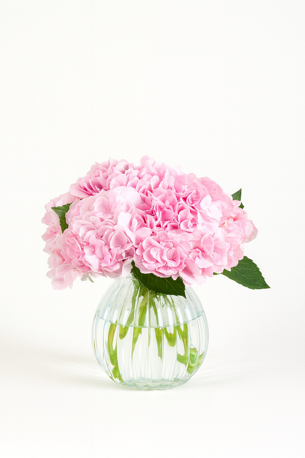 Hydrangea Force Pink