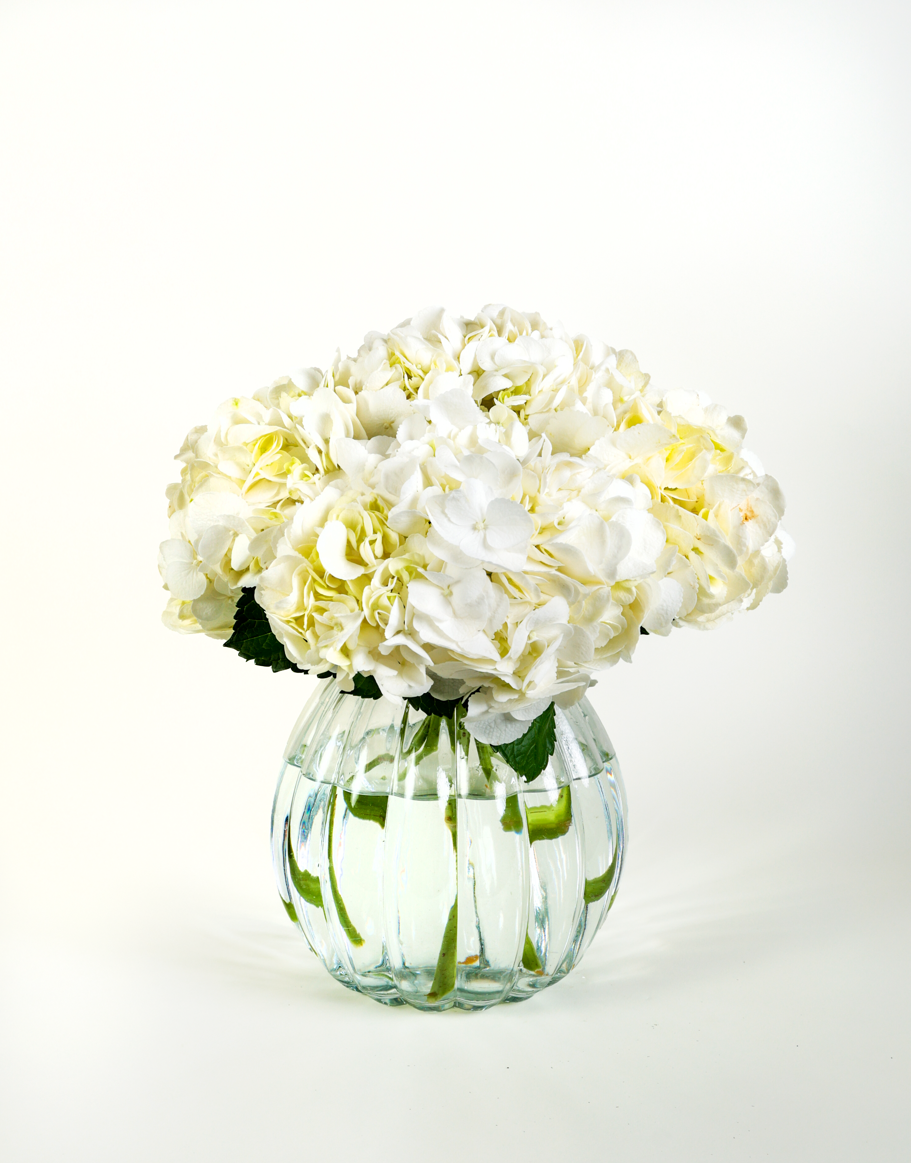 Hydrangea White Ice Age