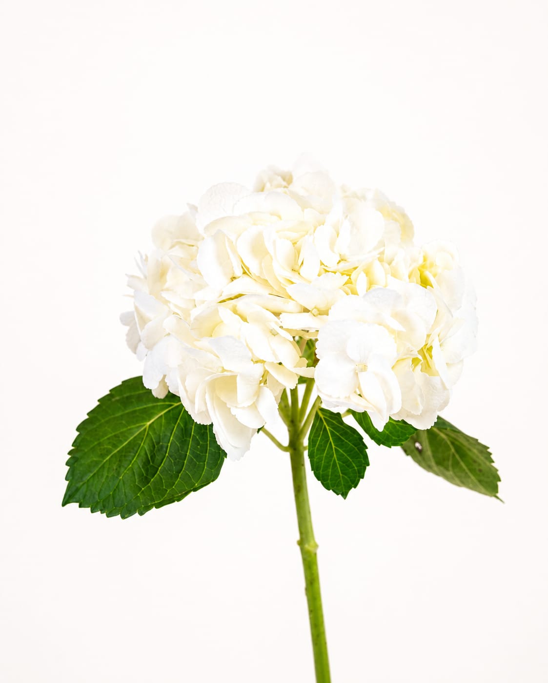 Hydrangea White Ice Age