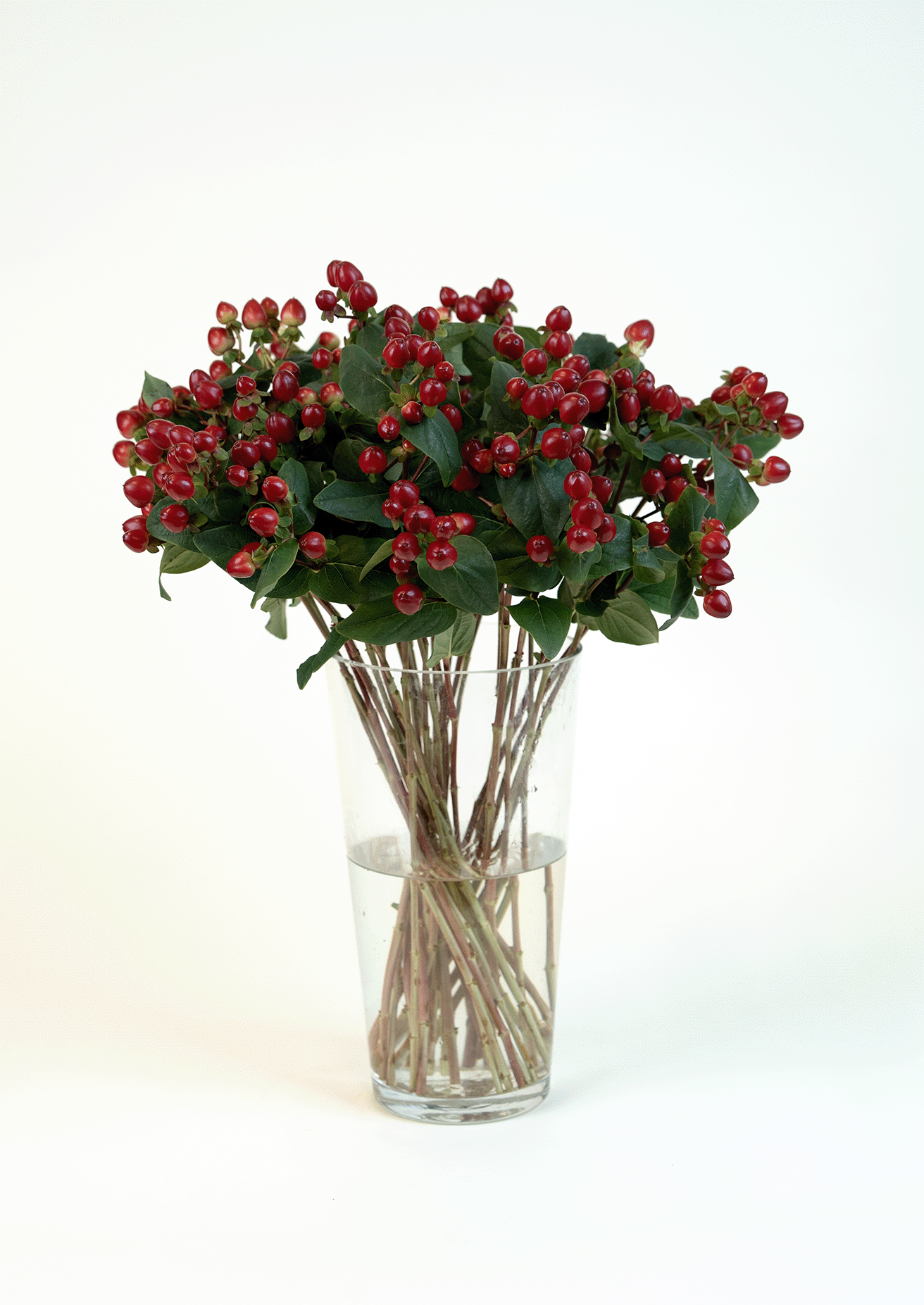 Hypericum Red Magical Triumph