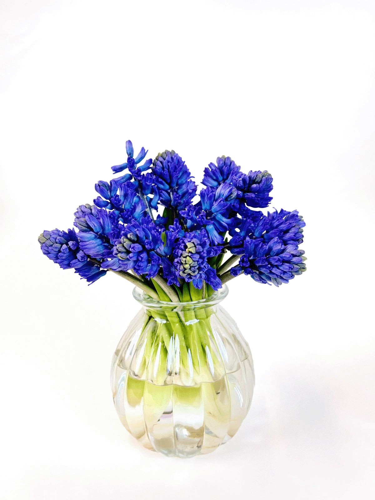 Hyacinthus Delft Blue