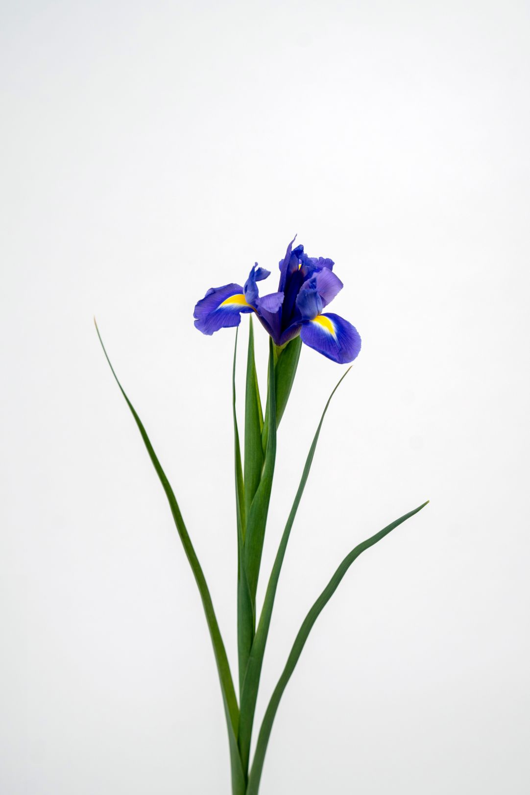 Iris Blue Magic