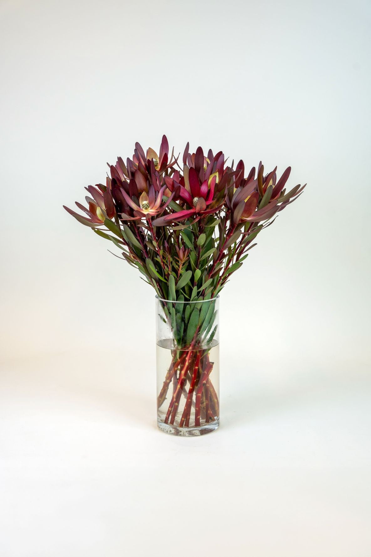 Leucadendron Safari Sunset