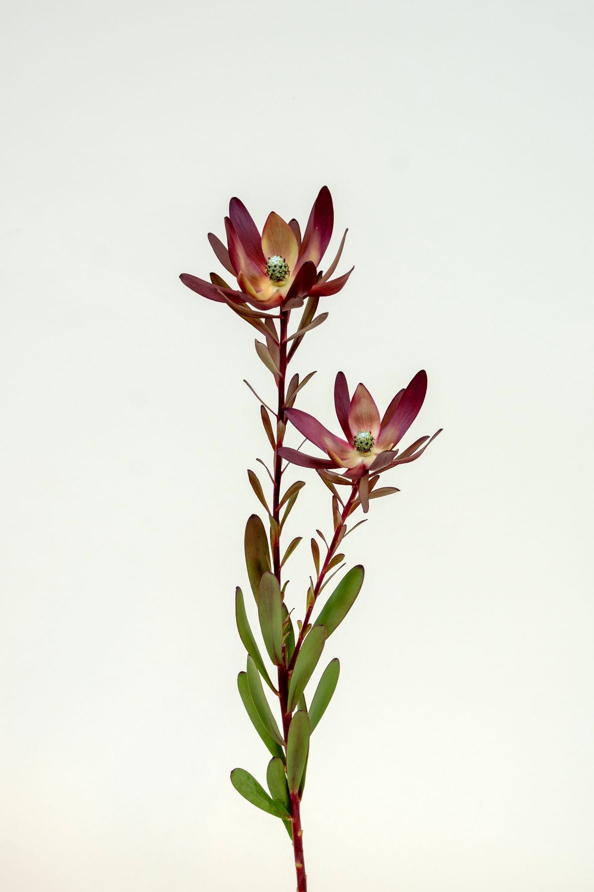 Leucadendron Safari Sunset