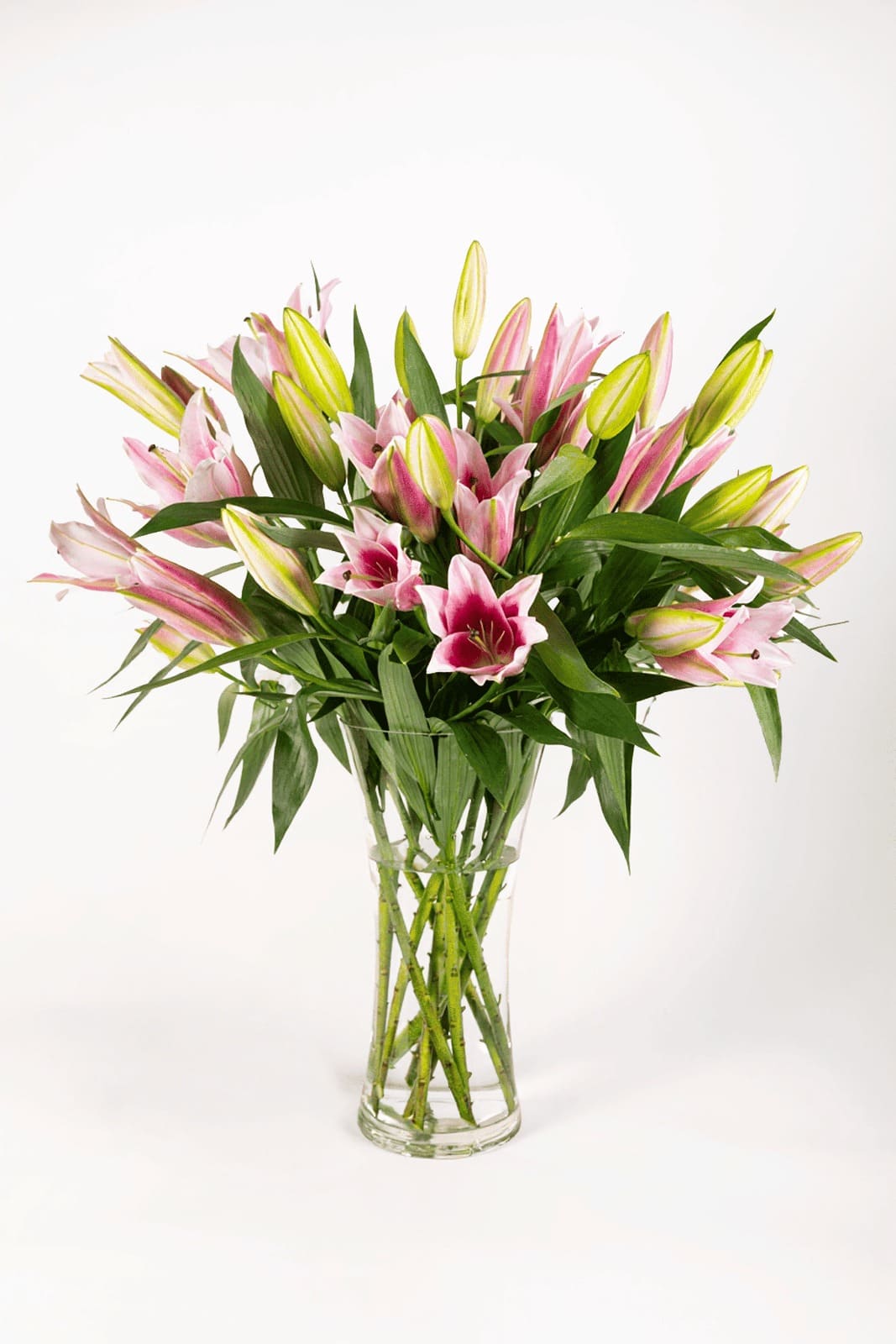 Lilium Oriental Pink