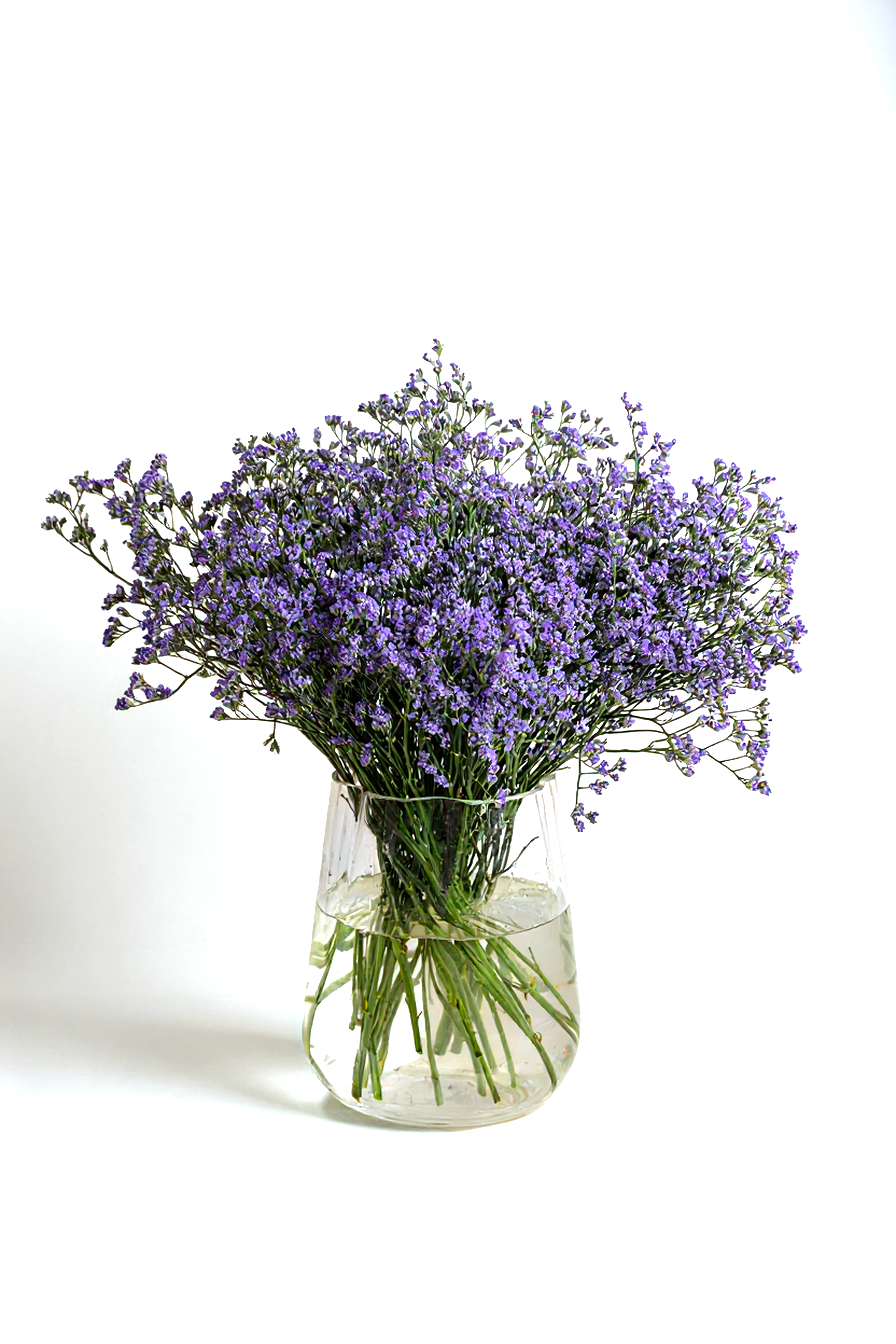 Limonium Purple