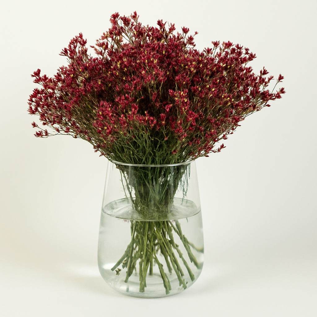 Limonium Red