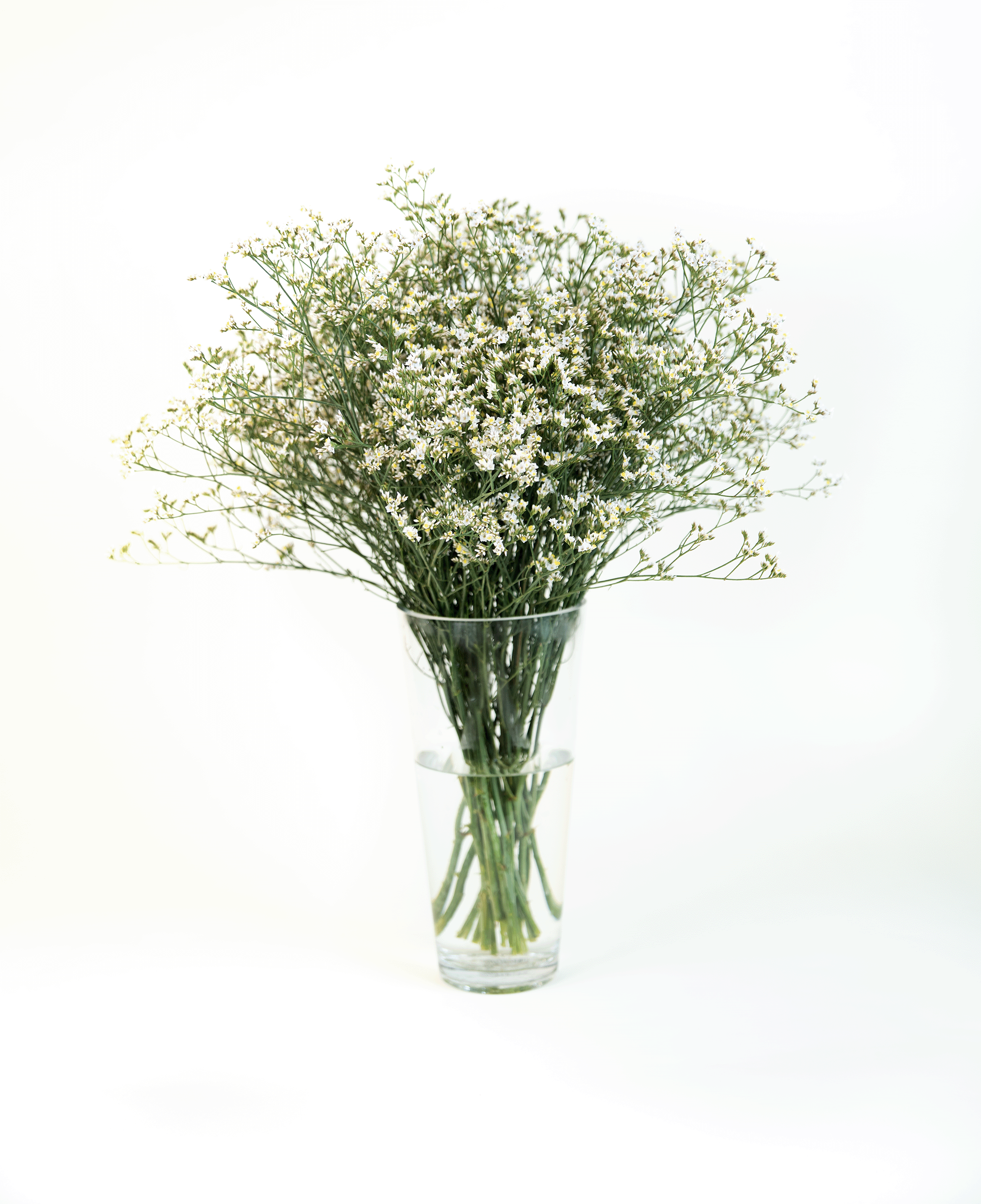 Limonium White