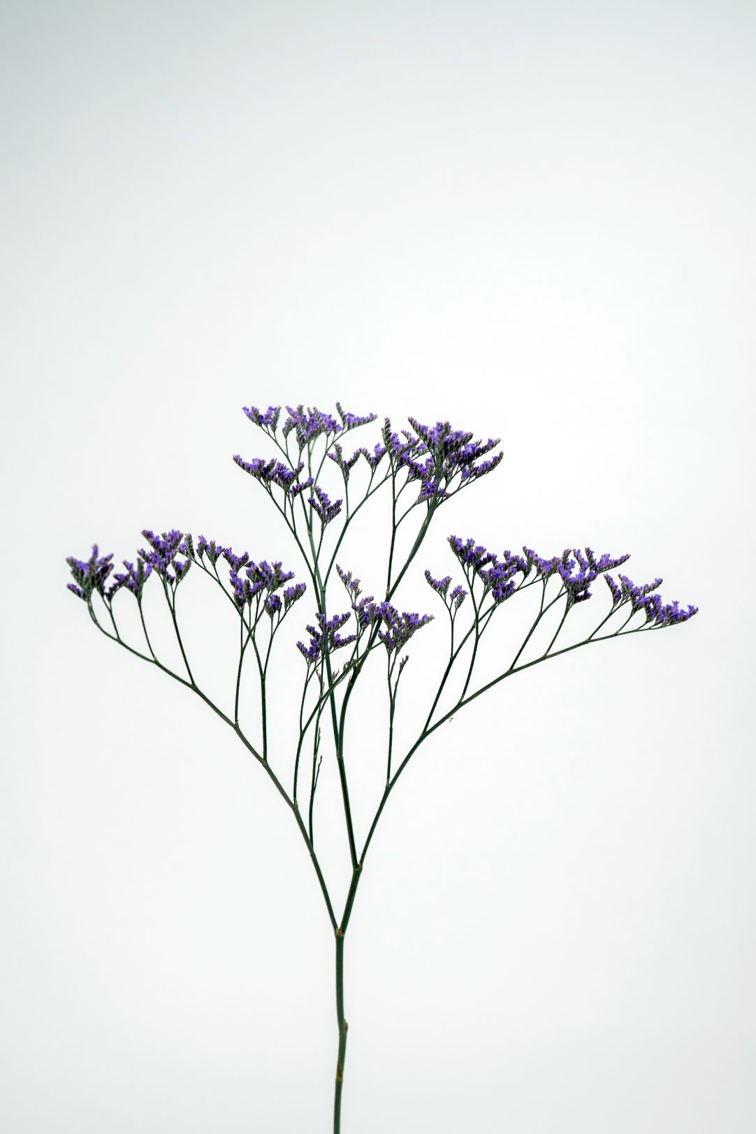 Limonium Purple