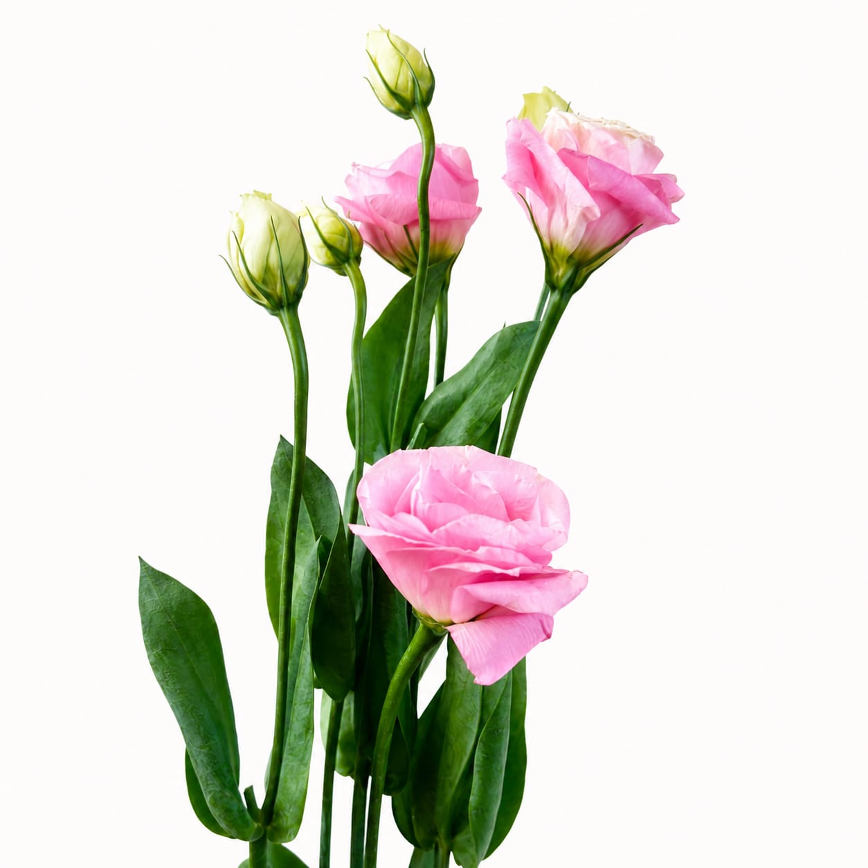 Lisianthus Deep Pink
