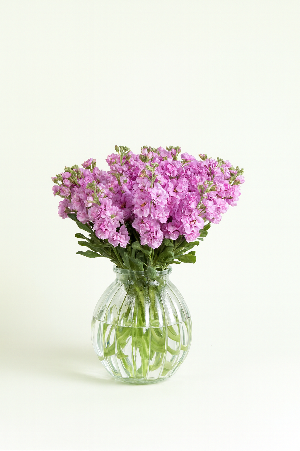 Matthiola Iron Pink