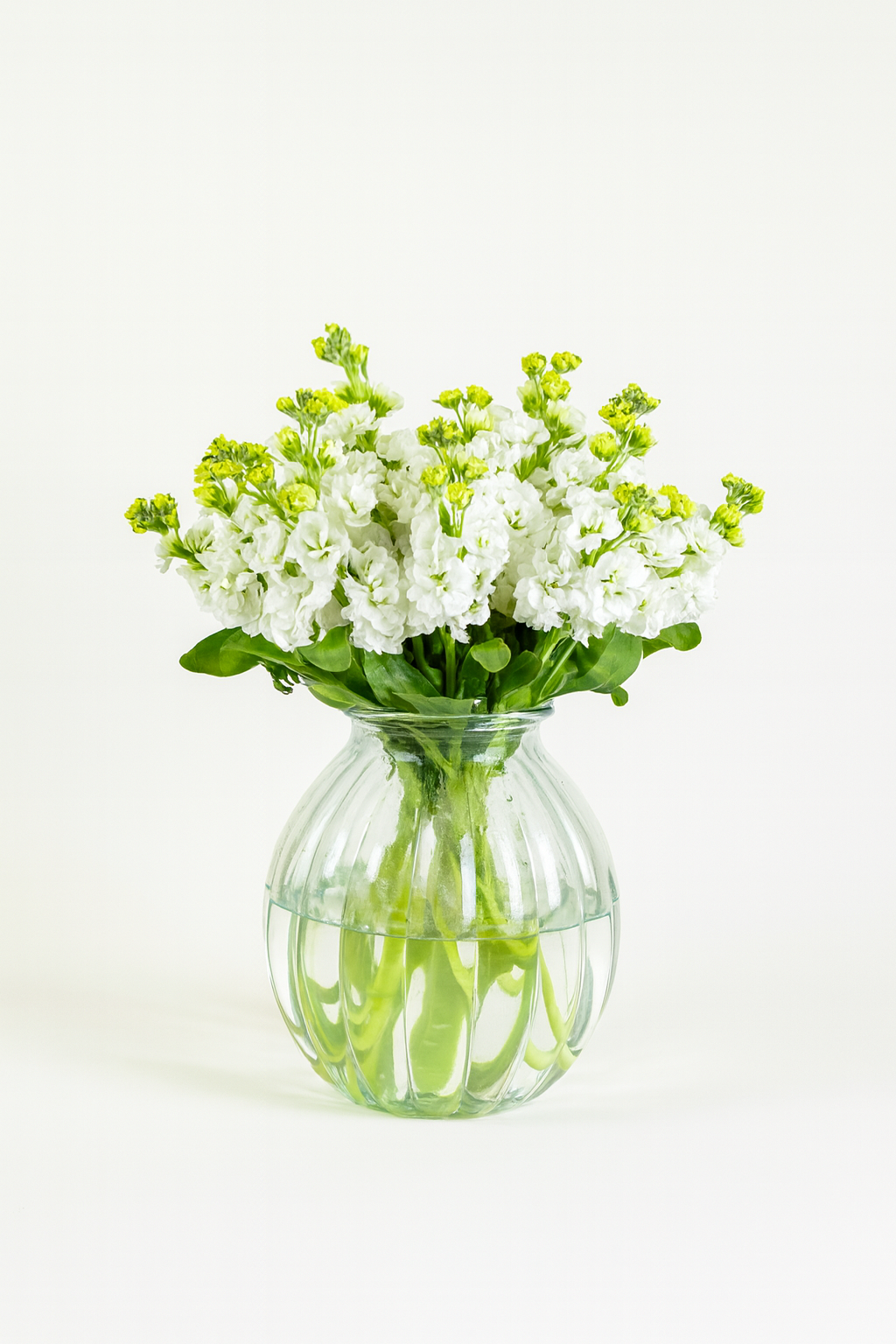 Matthiola Iron White