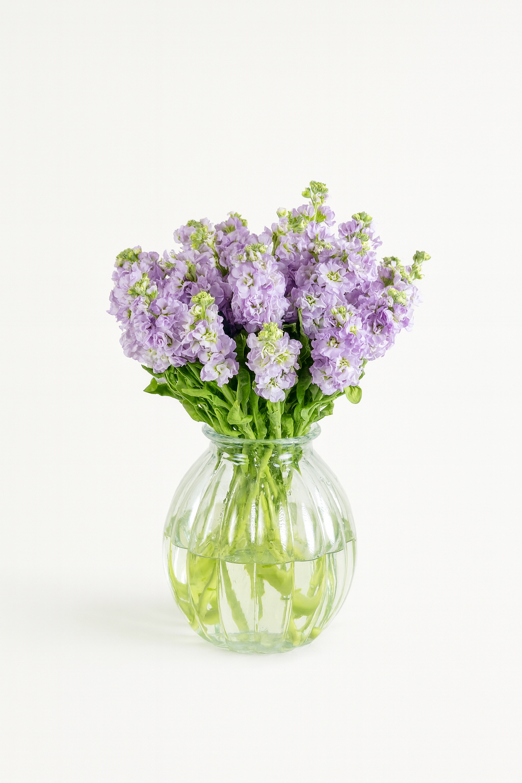 Matthiola Iron Marine Lavender