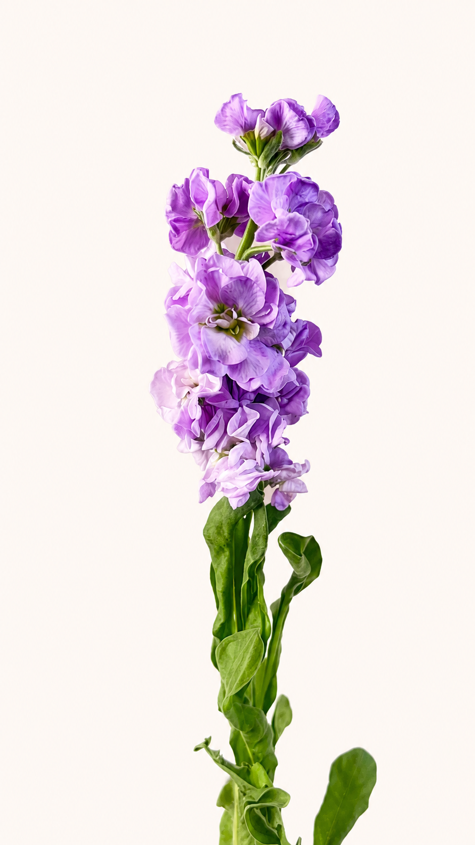 Mathiola Iron Marine Lavender
