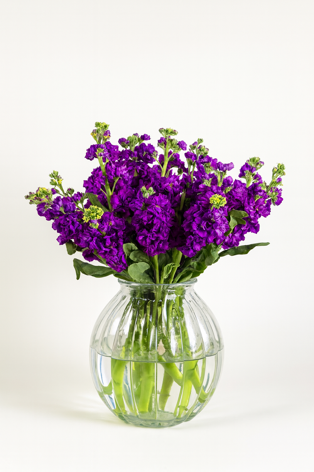 Matthiola Iron Purple