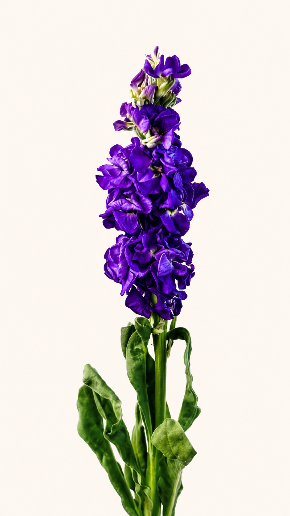 Mathiola Iron Purple