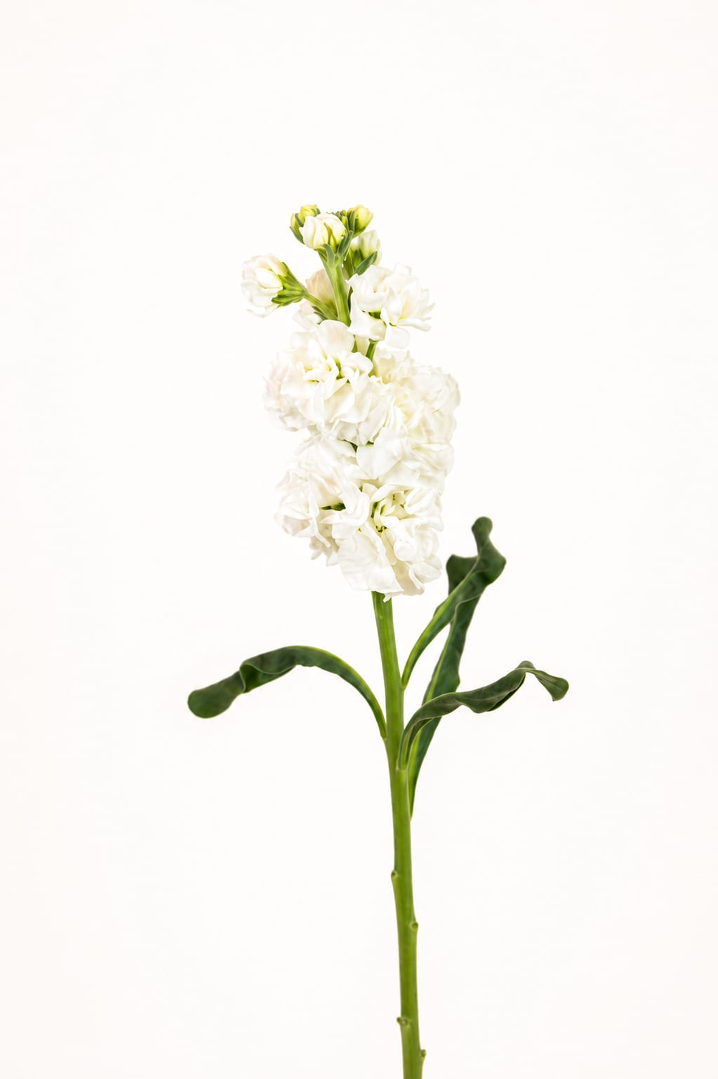 Mathiola Iron White