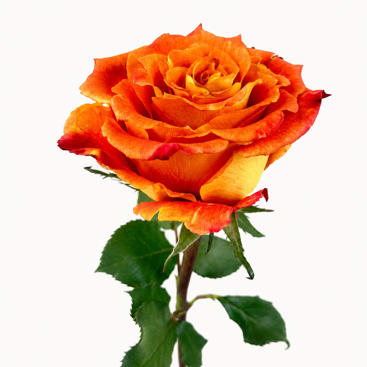 Mini Rose Bi-Colour Mariyo