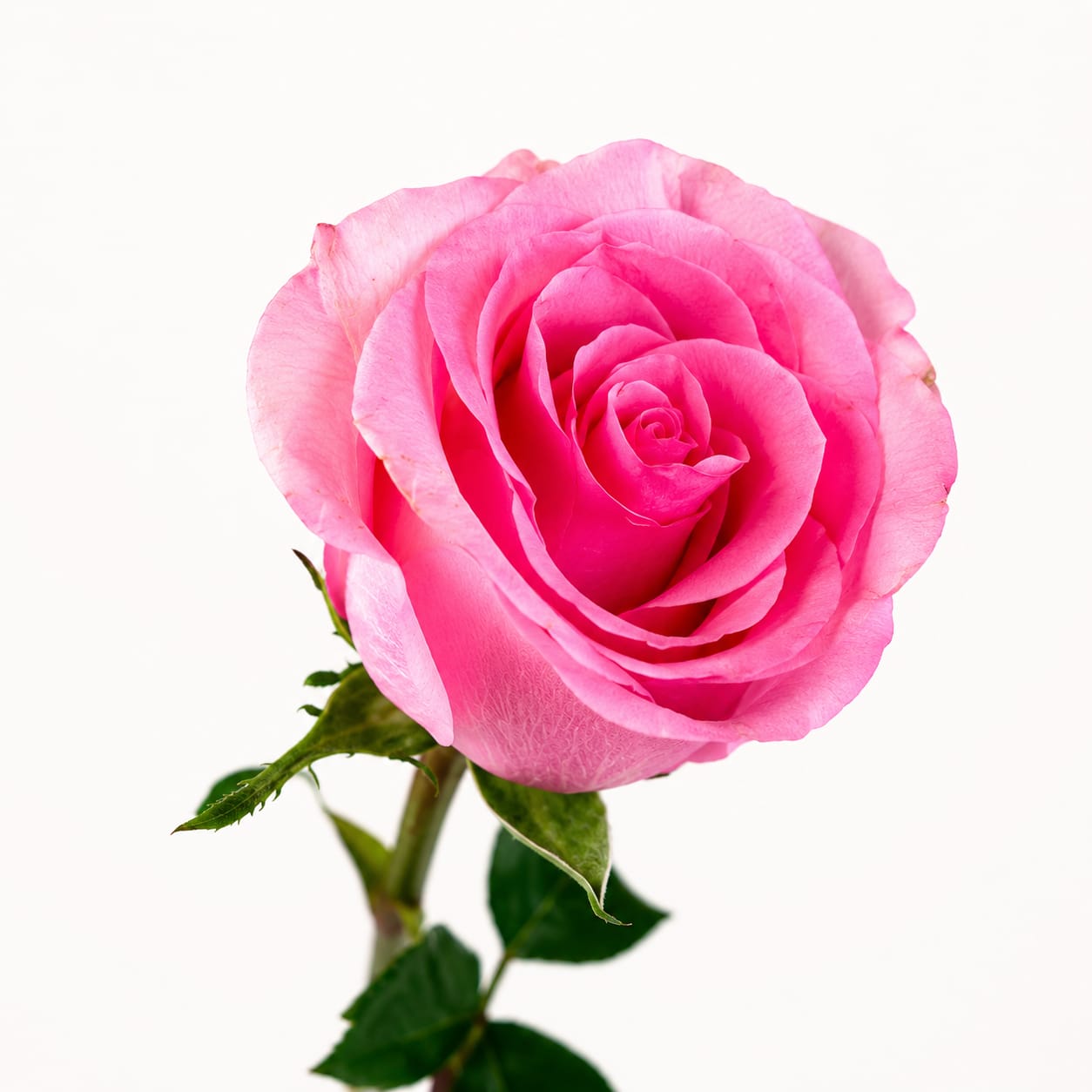 Mini Rose Wham
