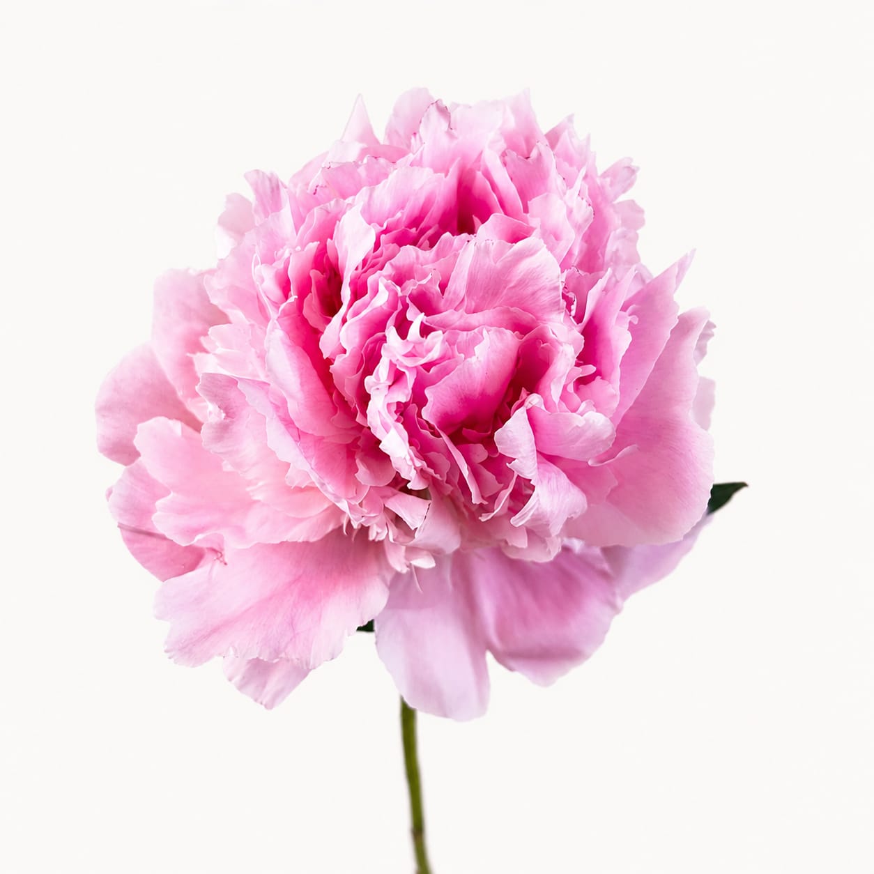 Paeonia Alertie
