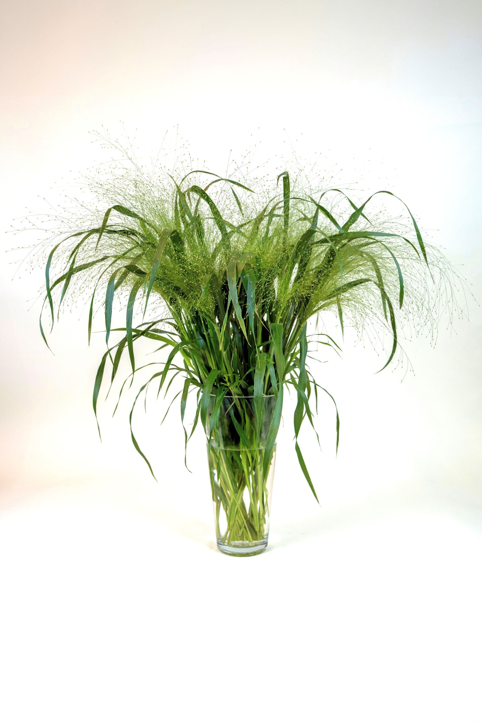 Panicum Fountain