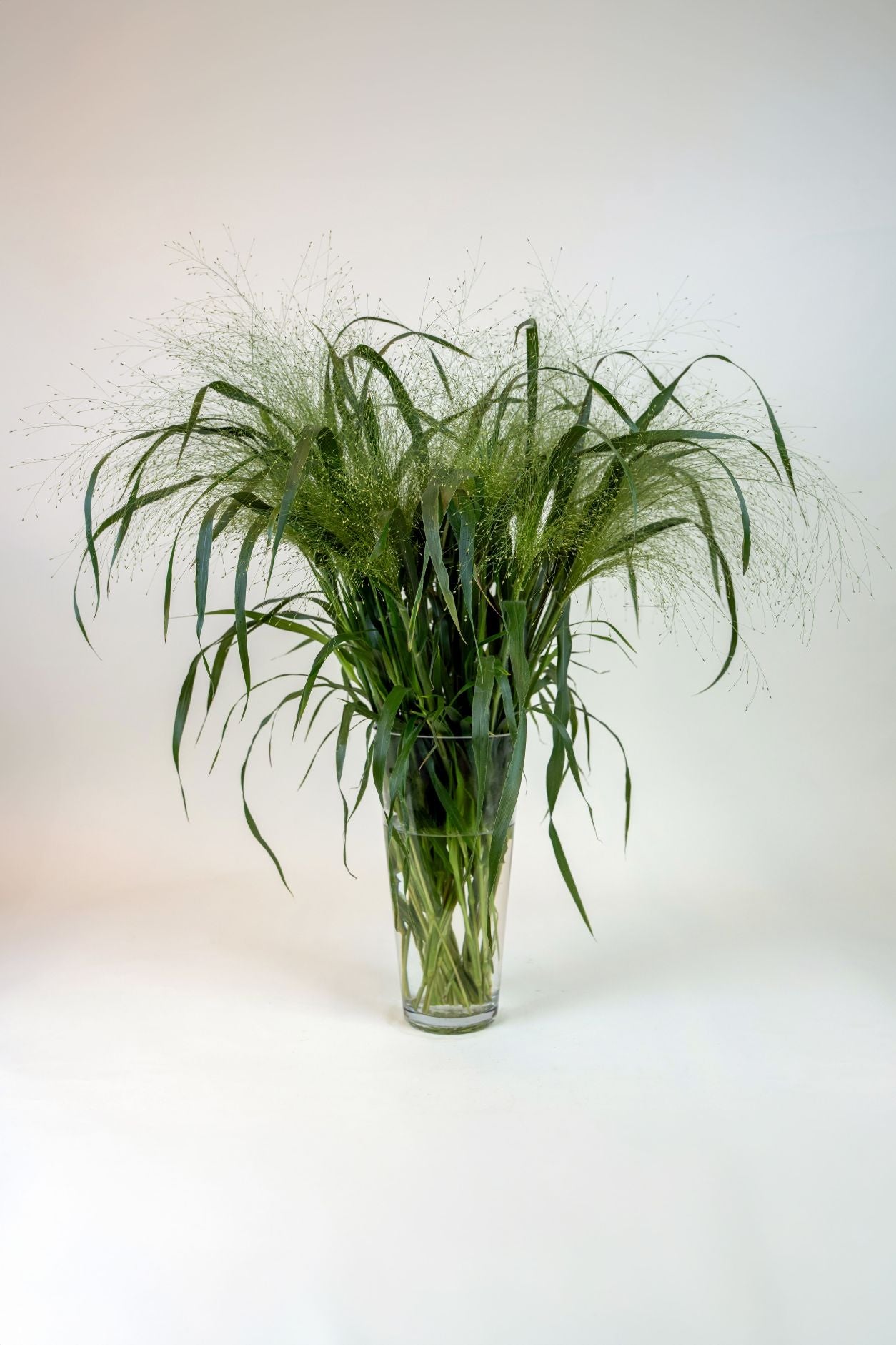 Panicum Fountain
