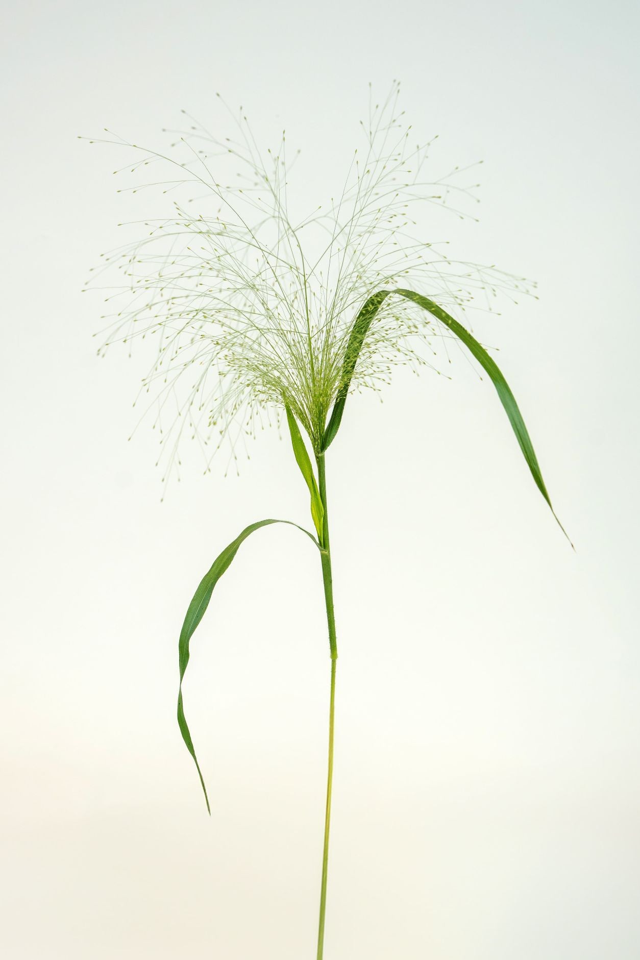 Panicum Fountain
