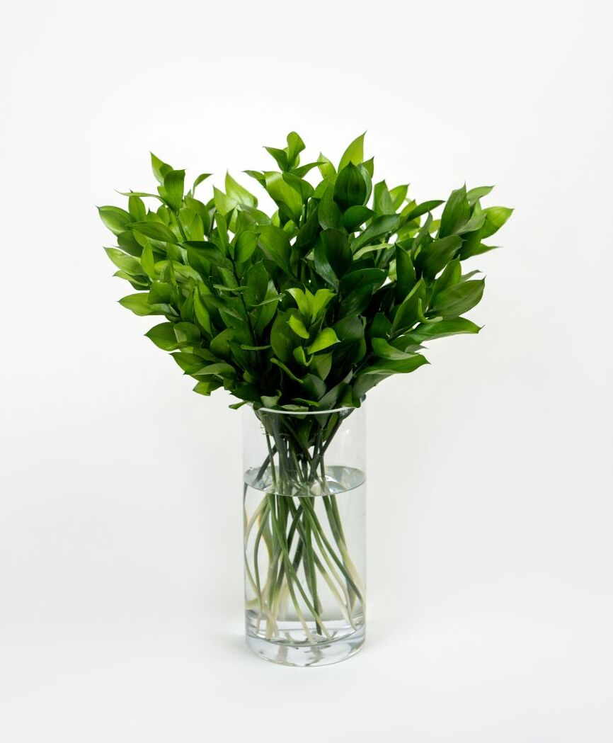Ruscus Green