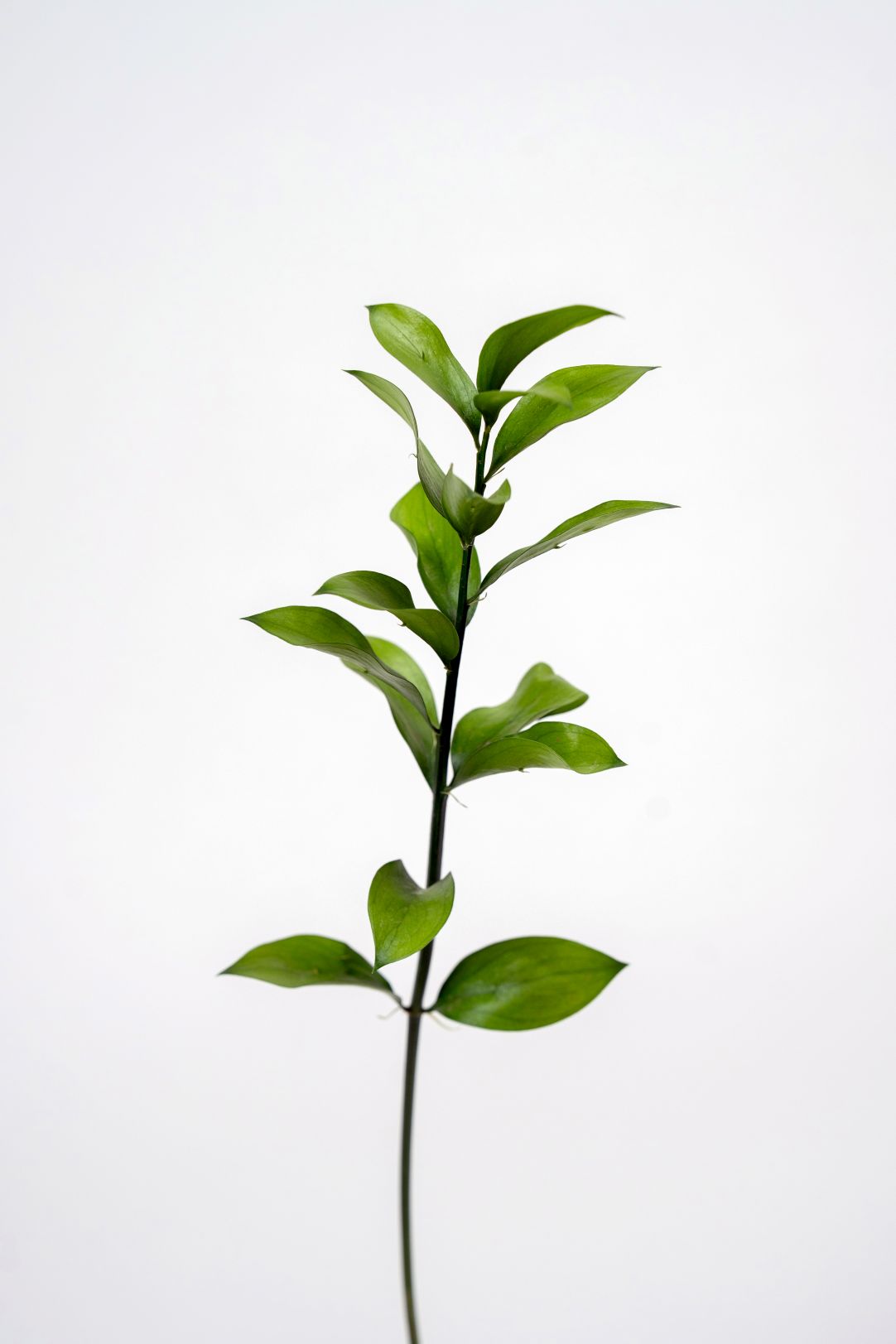Ruscus Green