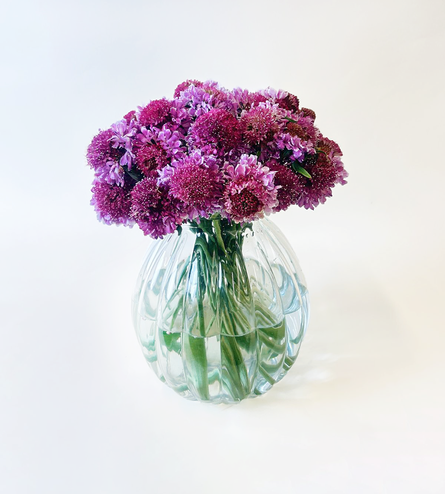 Scabiosa Bicolour Pink